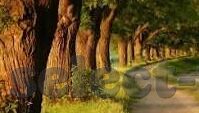 澳门赌场现在还开吗-澳门赌场现状，运营与变革